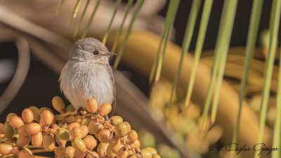 African Dusky Flycatcher - Muscicapa adusta