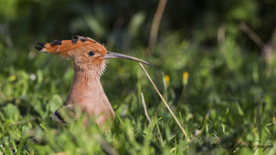 Eurasian Hoopoe - Upapa epops - İbibik