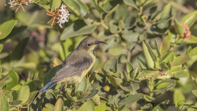 Variable Sunbird - Cinnyris venustus