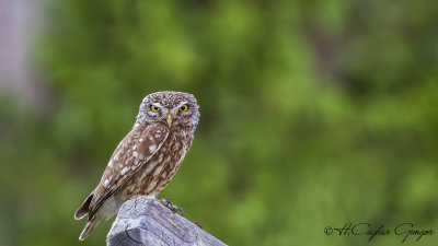 Little Owl - Athene noctua - Kukumav