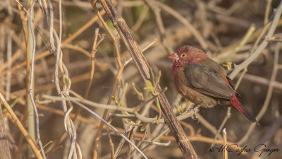 Red-billed Firefinch - Lagonosticta senegala - Senegal ateşbülbülü