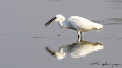 Little Egret - Egretta garzetta - Küçük ak balıkçıl