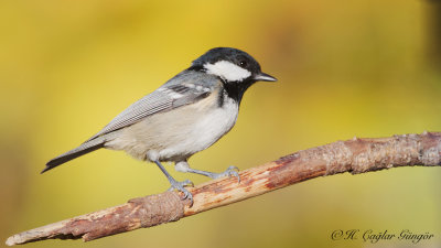Coal tit - Parus ater - Çam baştankarası