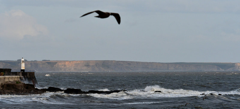 Gull checking me out.