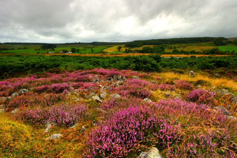 Heather, wind and failing light, Cefn Cadlan.