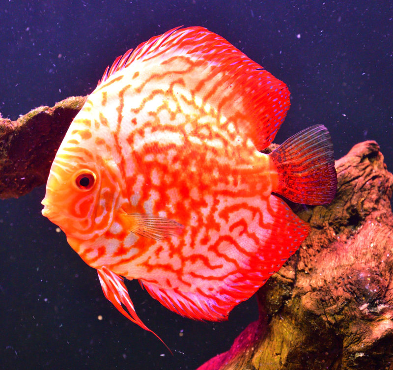Red Marlborough Female 7