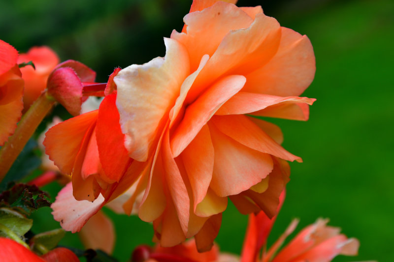 DSC_0574.JPG