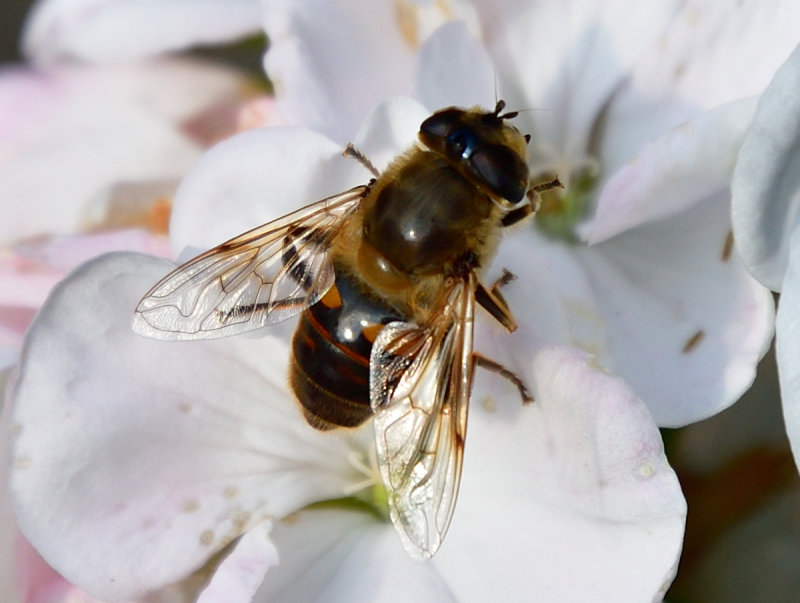 Honey Bee.