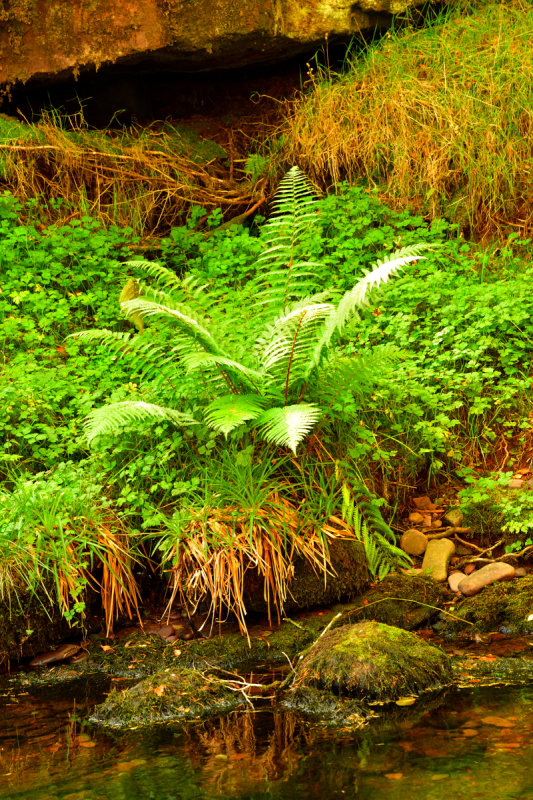 A typical image of the banking of the River Taff Fawr.