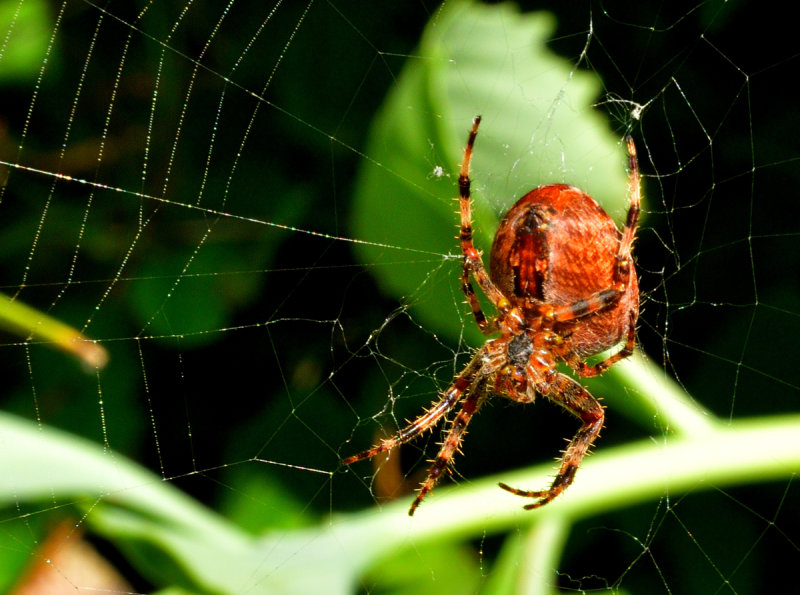 DSC_1096.JPG