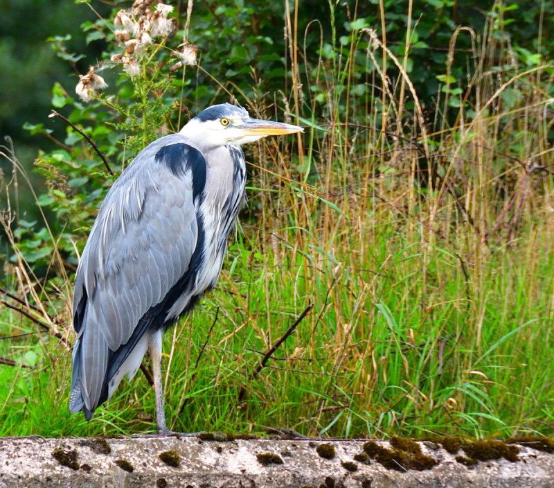 Grey Heron at Taff Bargoed Country Park.