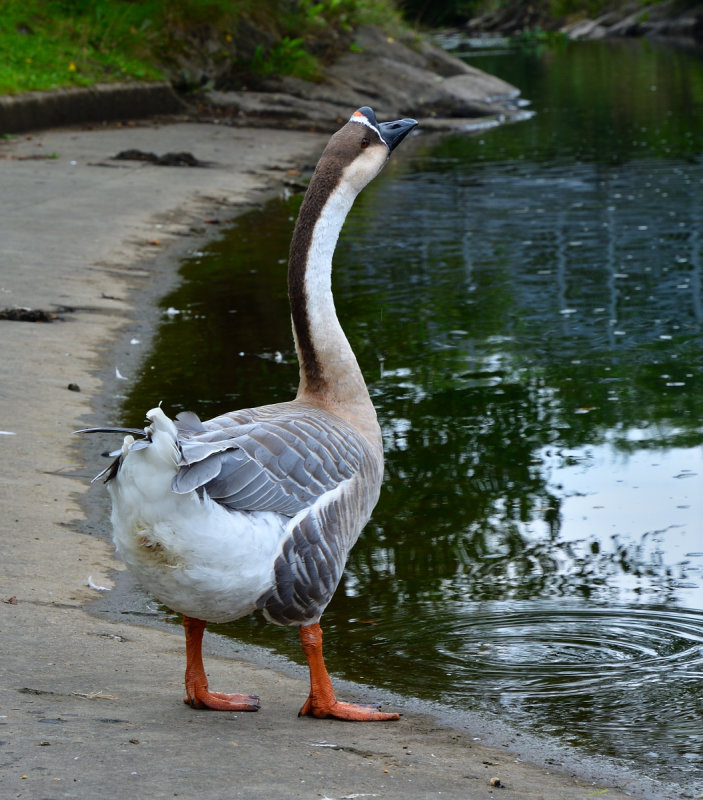 Chinese Goose at Taff Bargoed Park.
