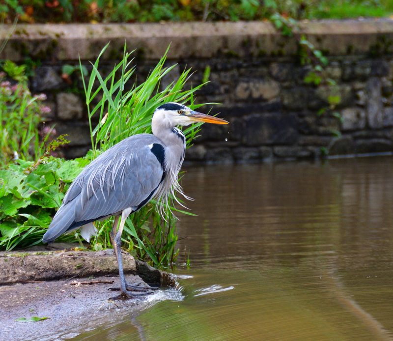 Grey Heron.