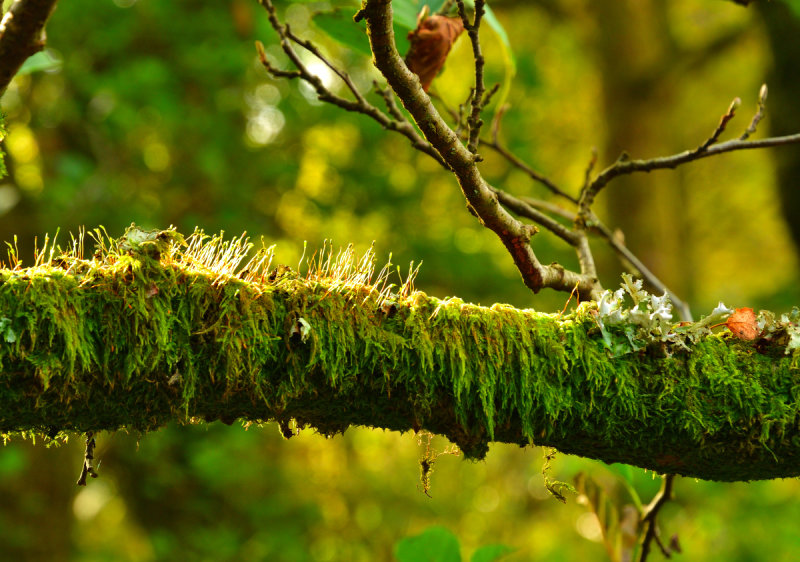 Moss and lichen on a branch overhanging the River Dare.