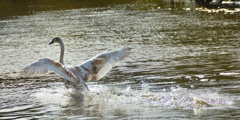 Touchdown.