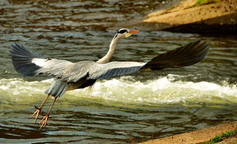 Grey Heron.