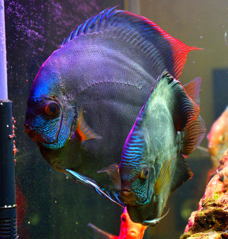 Breeding pair with fry.