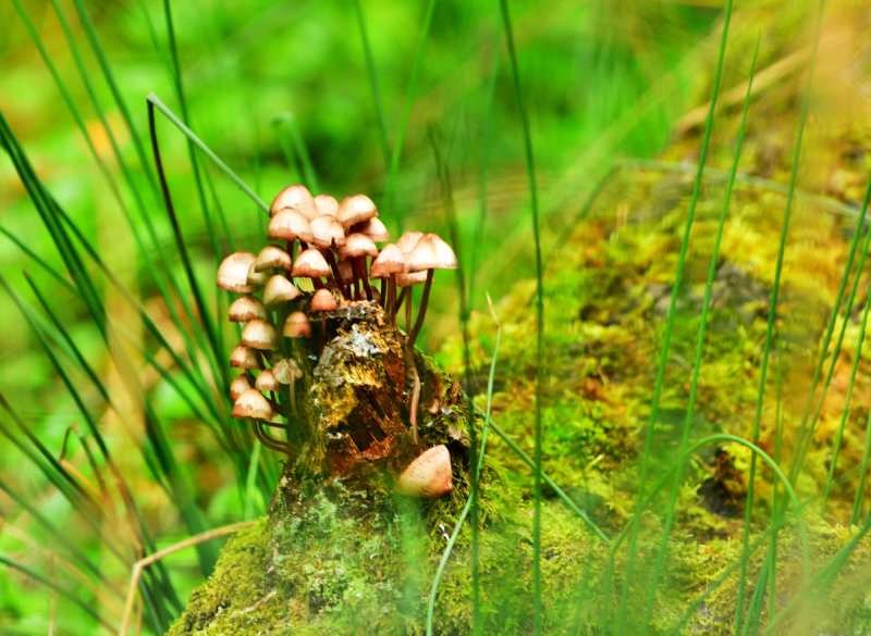 Fungi at the edge of the park.