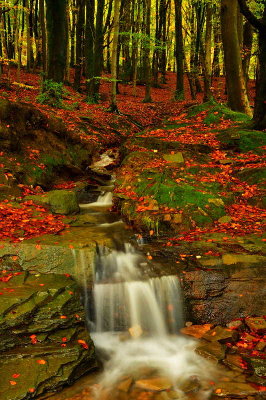 Beechwood at Mountain Ash.