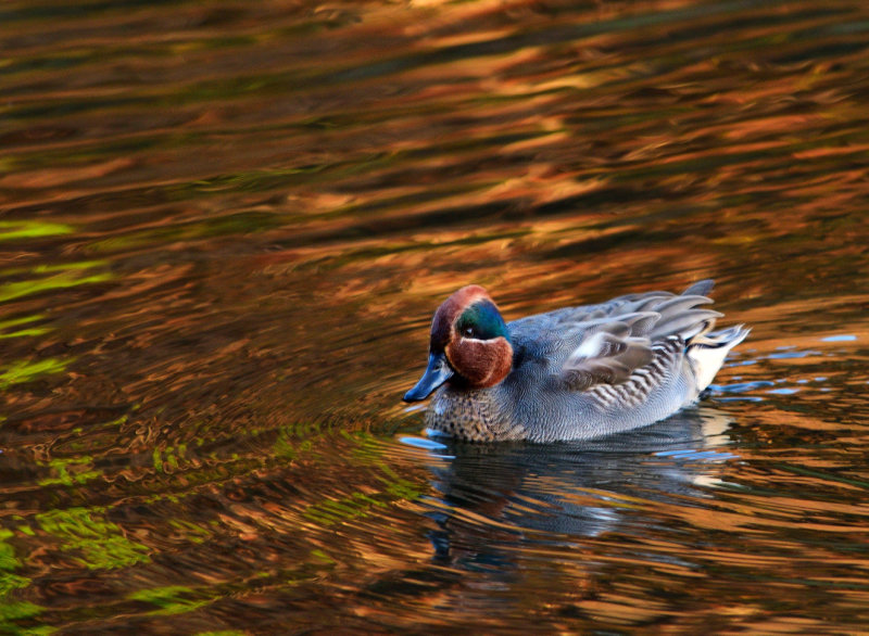 Teal, a rare visitor.