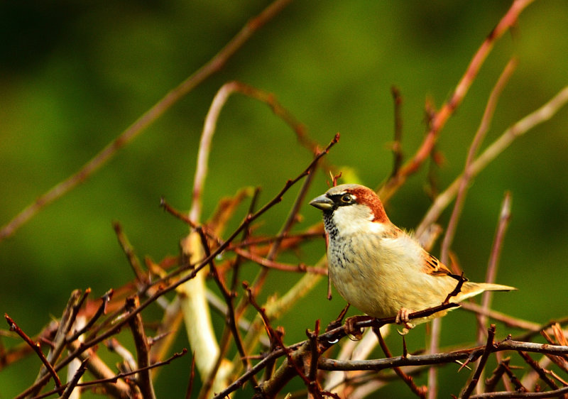 House Sparrow. (Aderyn Y To).