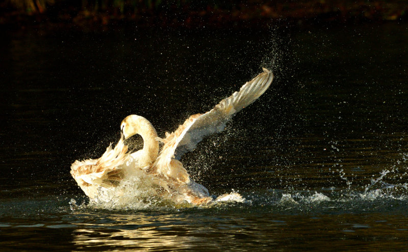 Swan (Alarch).