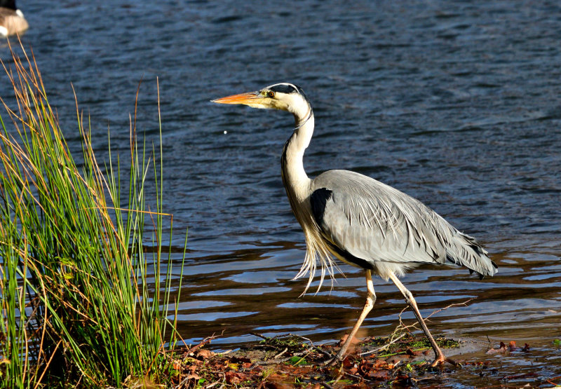 Heron (Crychydd).