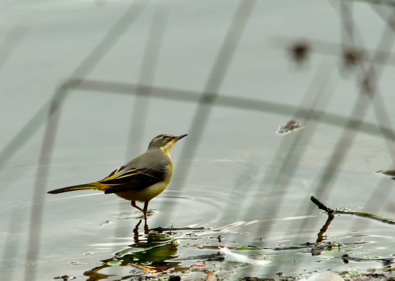 Grey Wagtail.