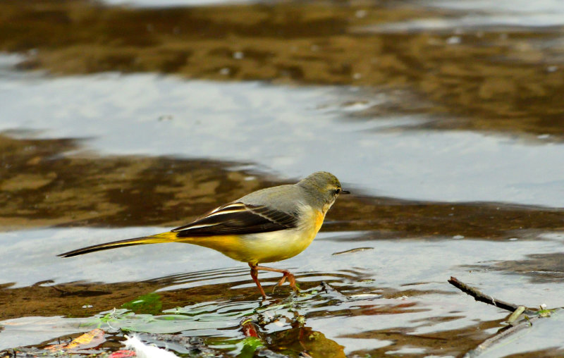 Grey Wagtail (Sigi-y-gwt) (Siglen Lwyd).