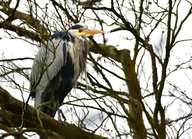 Heron high in the oak trees.