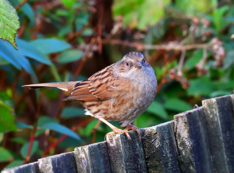 Dunnock.