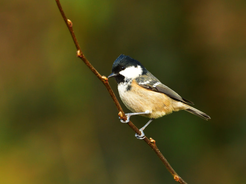 Coal Tit (Titw Penddu).