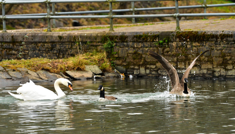 Mr Angry having a go at the geese.......again!