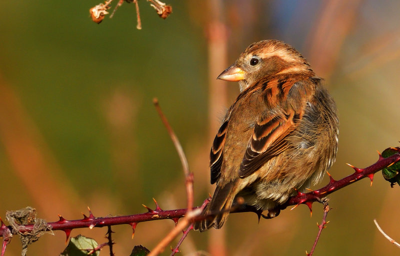 House Sparrow in the brambles.