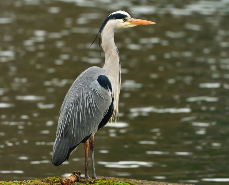 Grey Heron.