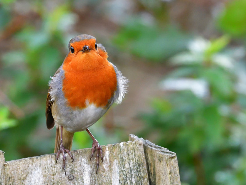 Wind blown Robin.