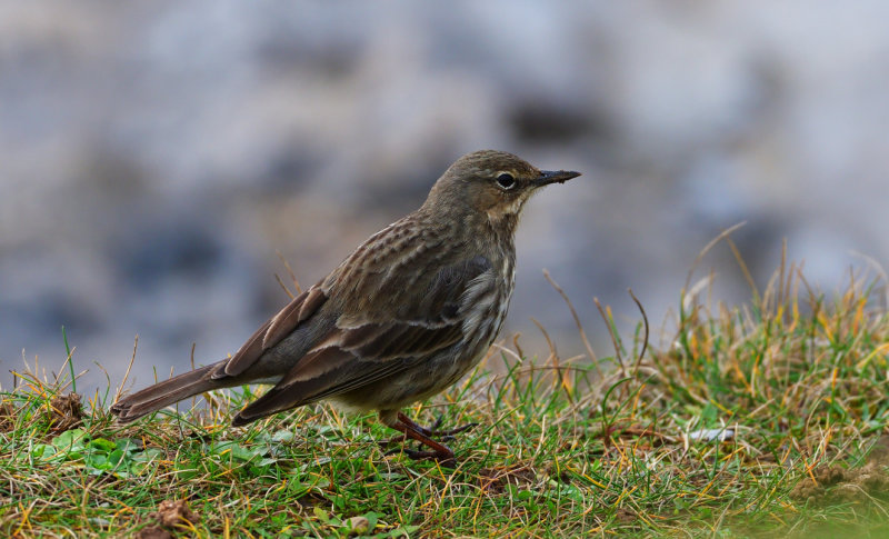 Rock Pipit.