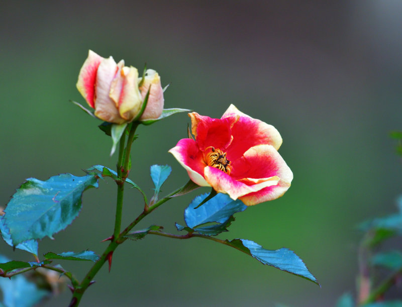 February Rose!!!