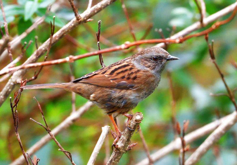 Dunnock.