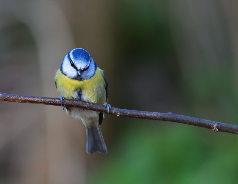 Blue Tit.