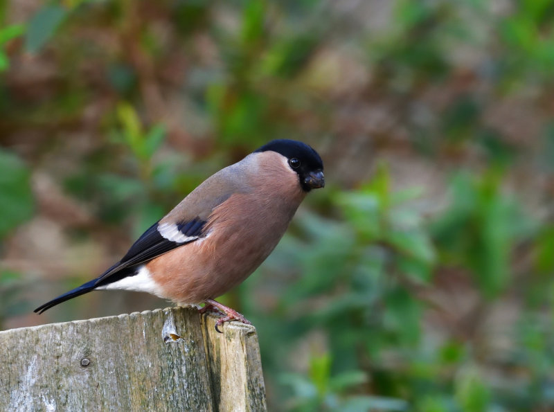 Female Bullfinch.