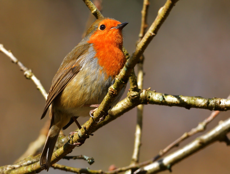 Craig-y-Nos Robin.