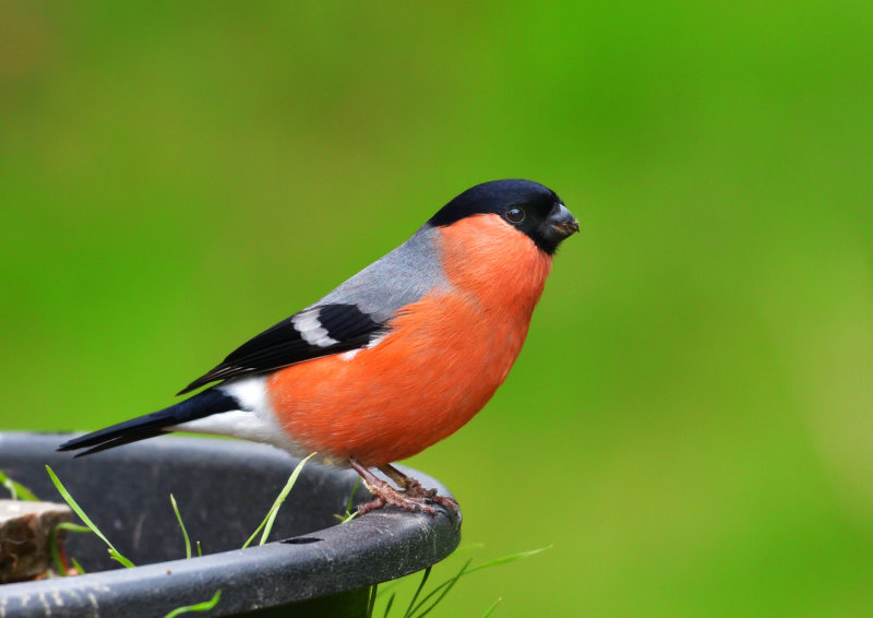 Male Bullfinch.