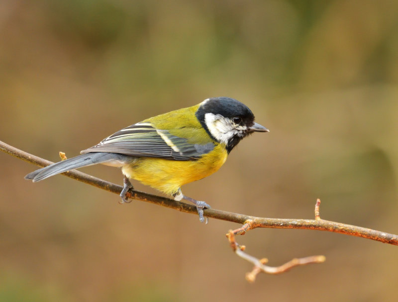 Great Tit.