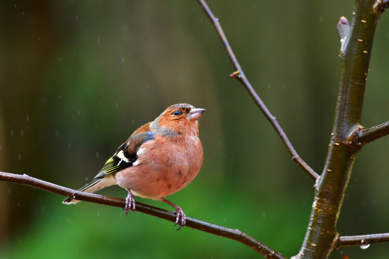Male Chaffinch in the rain.