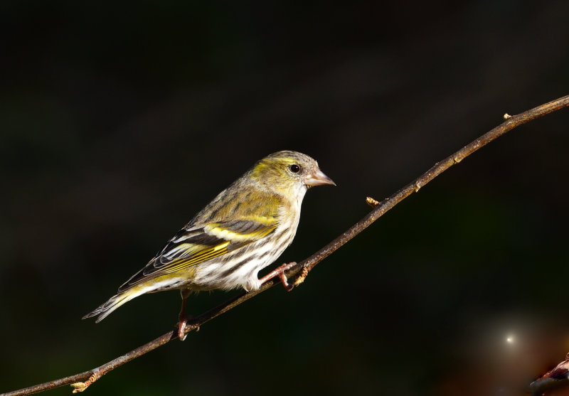 Female Siskin.
