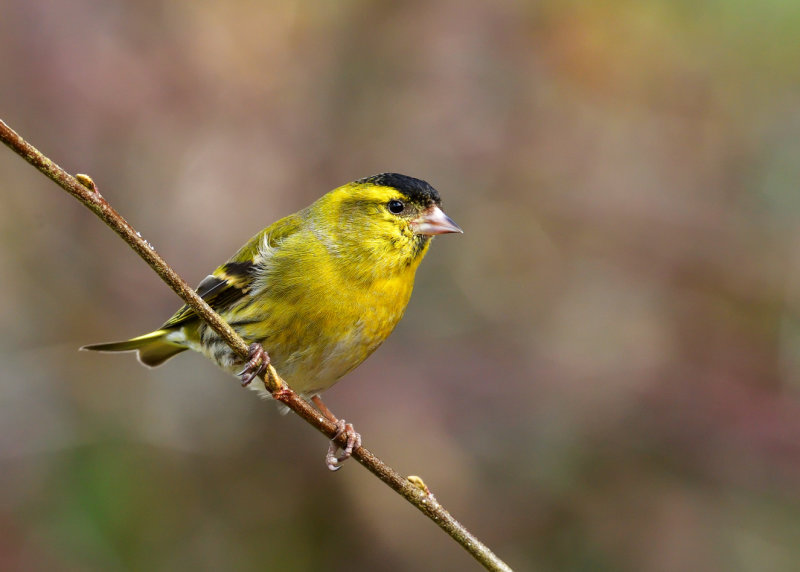 Male Siskin.