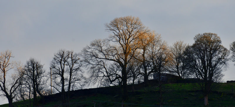 Last light on the oak trees.