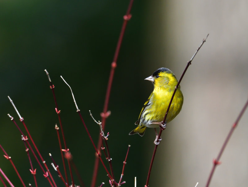 Male Siskin. 