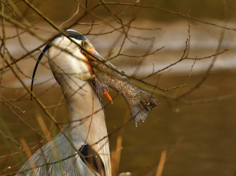 This will delight the members of the Bargoed Angling Club.